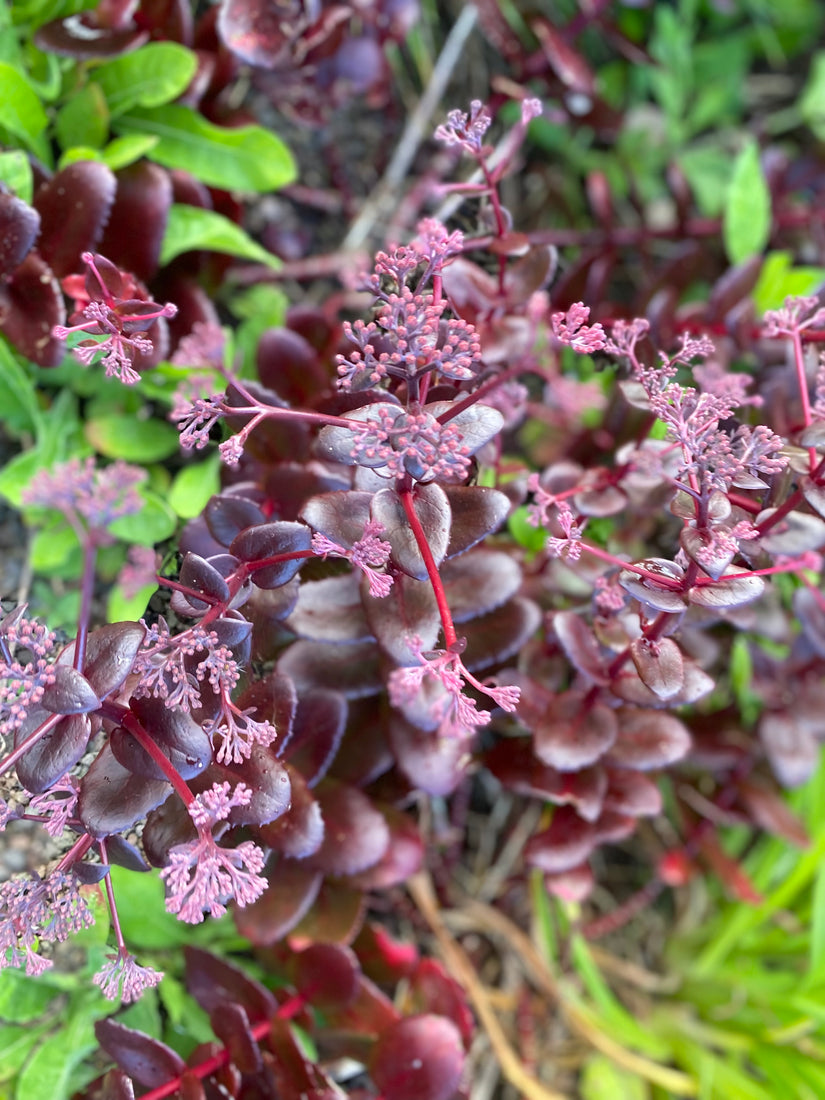 Hemelsleutel - Sedum seduction 'Cherry Chocolate'