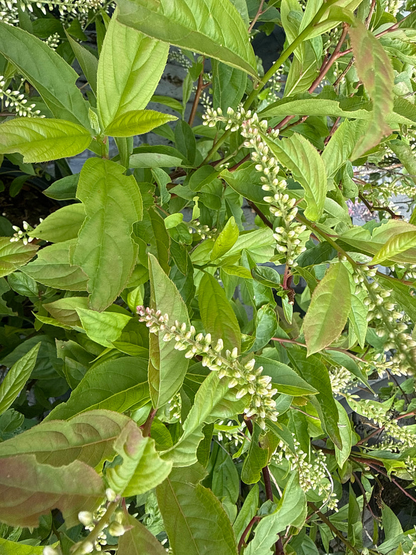 Bloemwilg - Itea virginica 'Henry's Garnet'