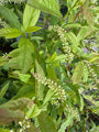Bloemwilg - Itea virginica 'Henry's Garnet'