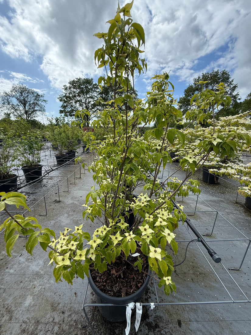 Japanse grootbloemige kornoelje 'Zuiverwit' - Cornus kousa 'Milky Way'