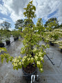 Japanse grootbloemige kornoelje 'Zuiverwit' - Cornus kousa 'Milky Way'