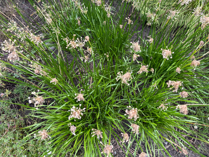 Chinese bieslook - Allium tuberosum