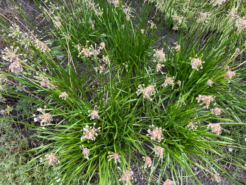 Chinese bieslook - Allium tuberosum