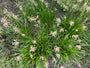 Chinese bieslook - Allium tuberosum