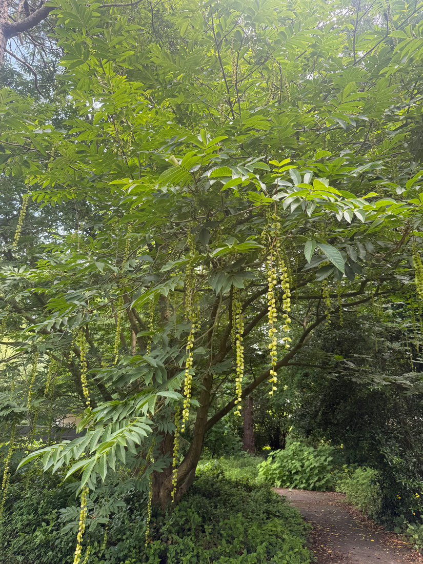 Gewone vleugelnoot - Pterocarya fraxinifolia