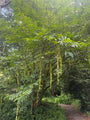 Gewone vleugelnoot - Pterocarya fraxinifolia
