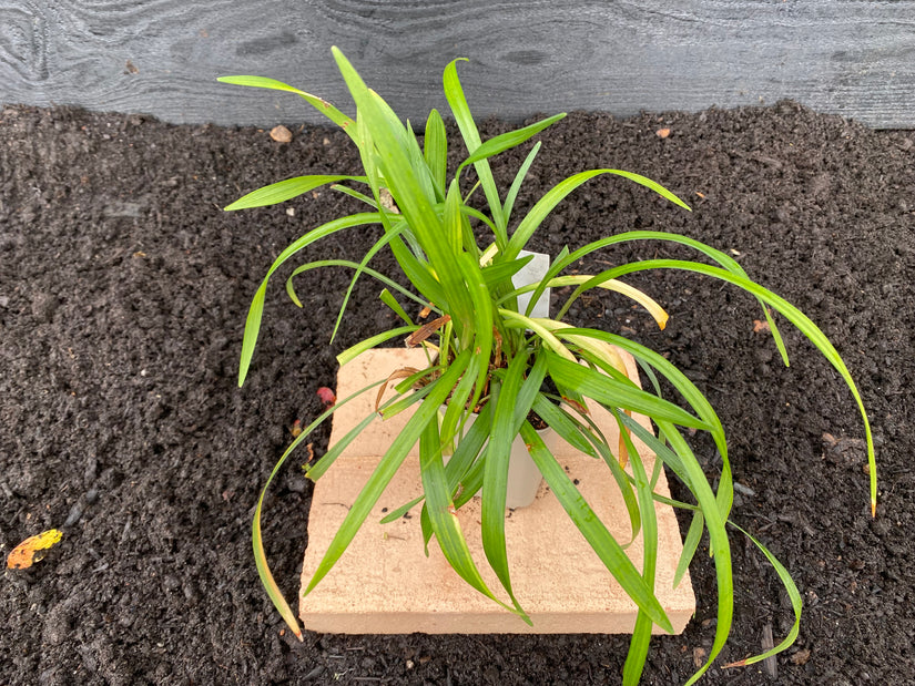 Biologisch Leliegras - Liriope muscari 'Ingwersen'