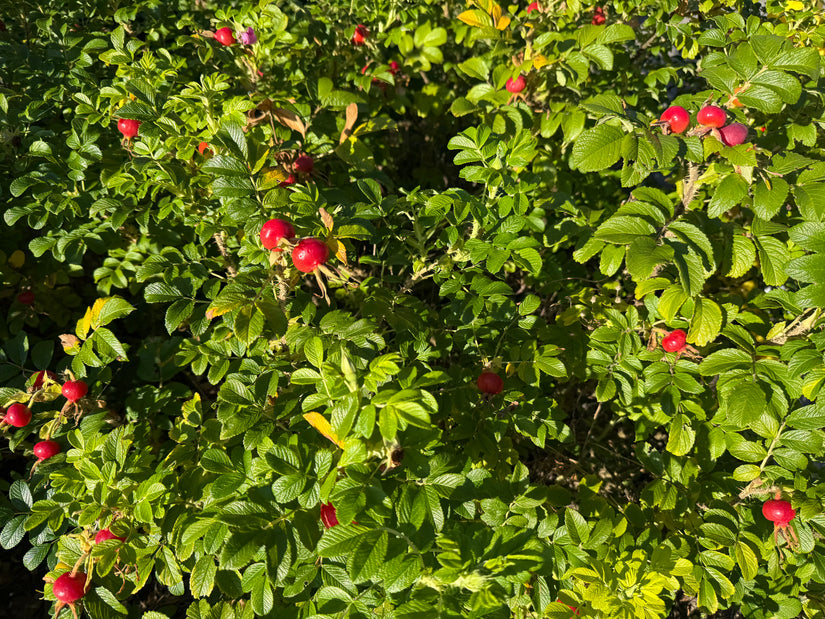 Rimpelroos - Rosa rugosa