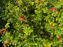 Rimpelroos - Rosa rugosa