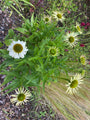 Witte Zonnehoed - Echinacea purpurea 'Alba'