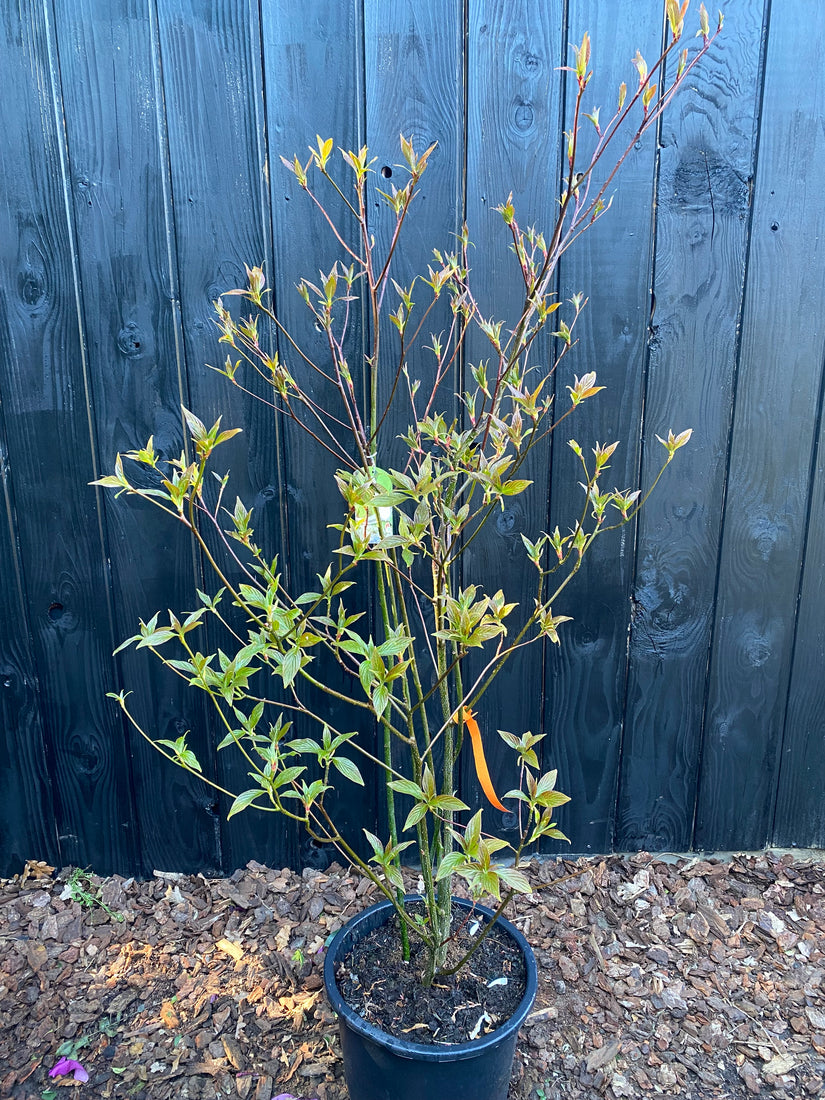 Pagode kornoelje - Cornus alternifolia