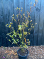 Pagode kornoelje - Cornus alternifolia