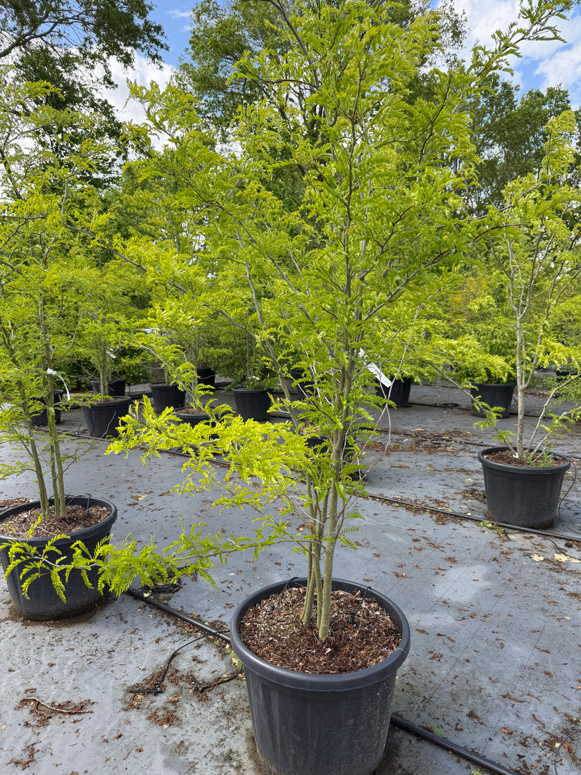 Groene Valse Christusdoorn - Gleditsia triacanthos f. inermis