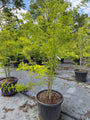 Groene Valse Christusdoorn - Gleditsia triacanthos f. inermis