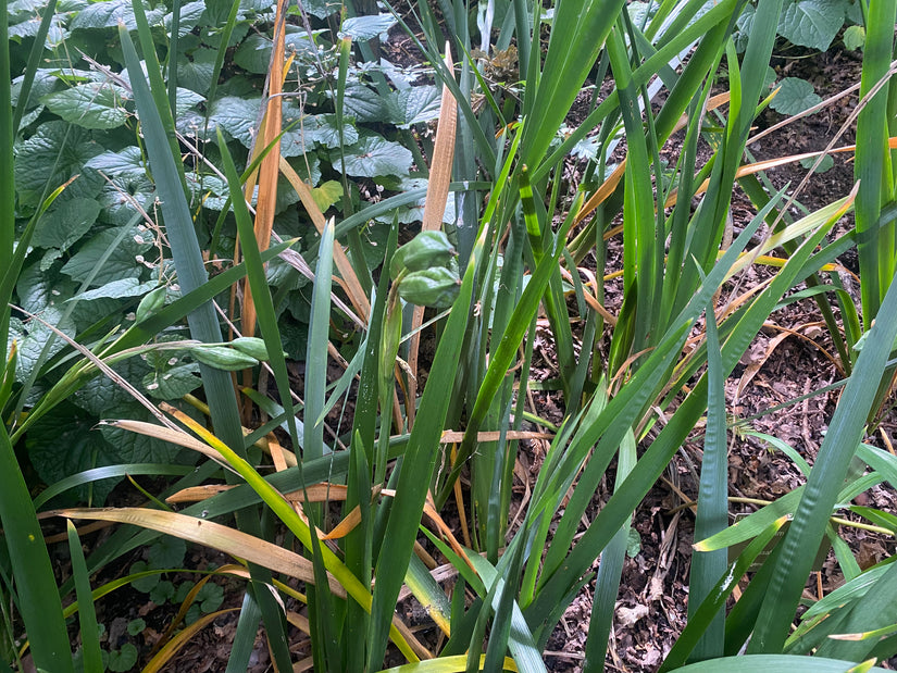 Stinkende Lis - Iris foetidissima