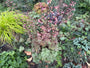 Purperklokje (Groen bont blad) - Heuchera 'Paris'