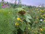 Zonnebloem - Helianthus annuus 'Teddy Bear'