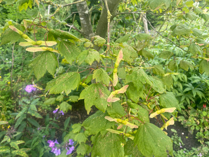 Rondbladige esdoorn - Acer circinatum