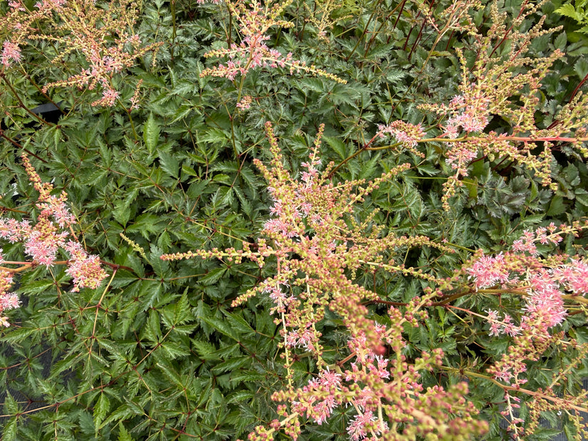 Spierstruik - Astilbe 'Hennie Graafland'