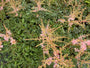 Spierstruik - Astilbe 'Hennie Graafland'