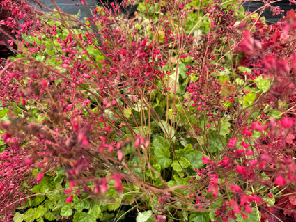 Purperklokje - Heuchera sanguinea 'Leuchtkäfer'