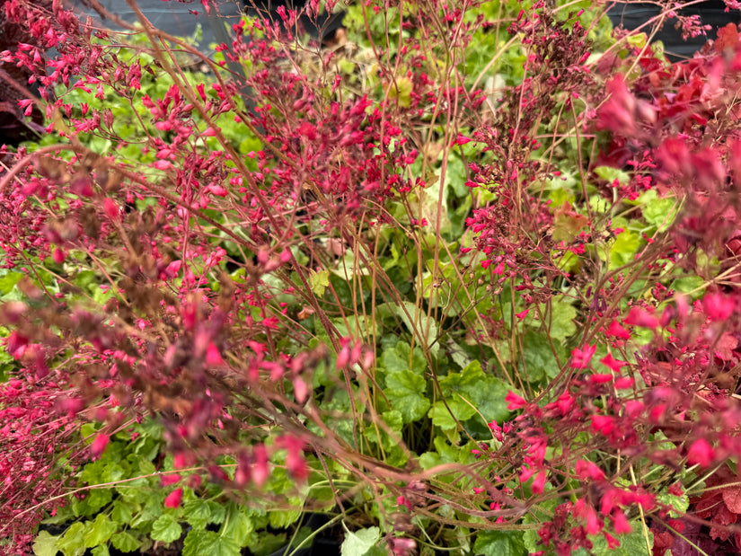 Purperklokje - Heuchera sanguinea 'Leuchtkäfer'