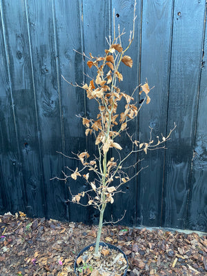 80-100 cm, C4