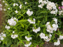 Flox - Phlox 'White Admiral' TIP