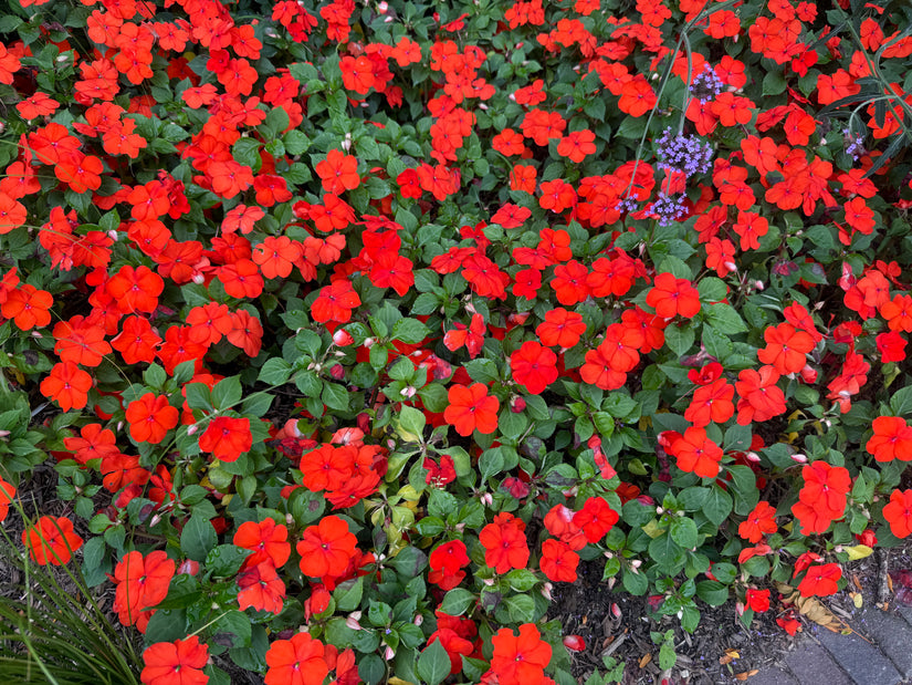 Vlijtig liesje - Impatiens walleriana 'Red'
