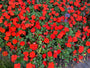 Vlijtig liesje - Impatiens walleriana 'Red'