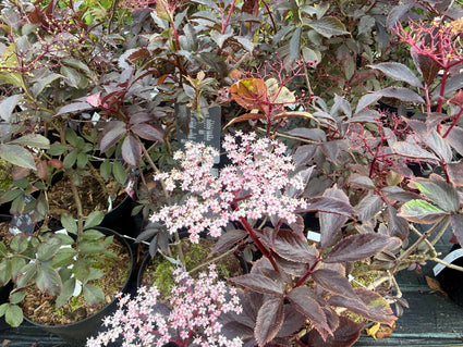Gewone vlier - Sambucus nigra 'Thundercloud'