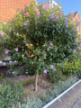 Heemstroos (Blauw) - Hibiscus syriacus 'Oiseau Bleu'