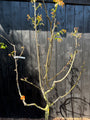 Walnootboom - Juglans regia 'Buccaneer' Meerstammig of zuilvorm
