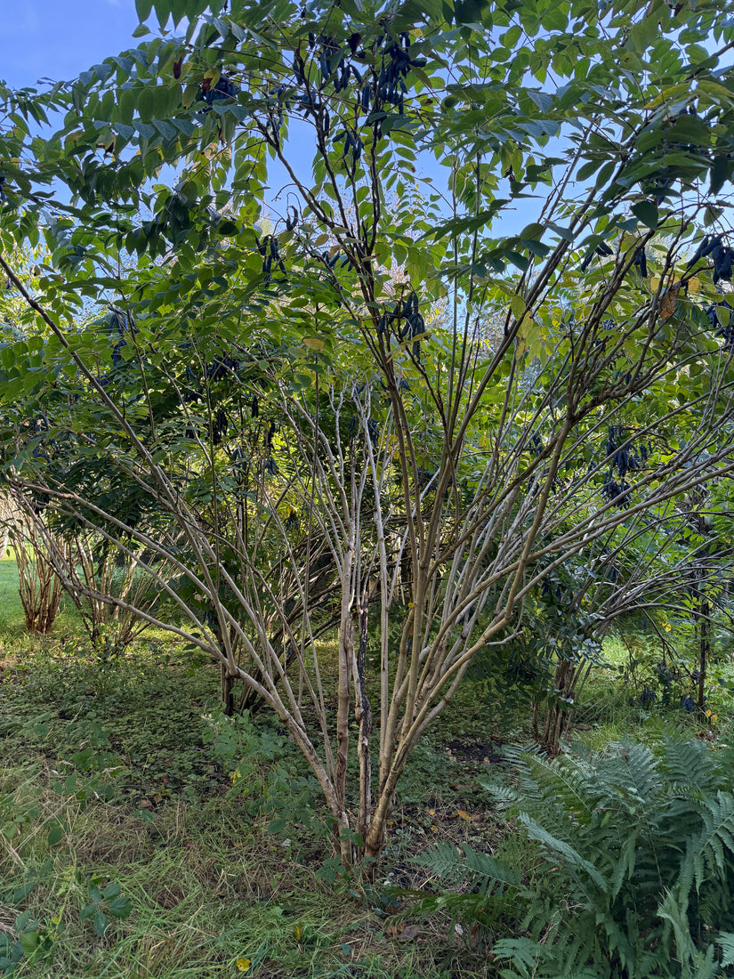 Augurkenstruik - Decaisnea fargesii
