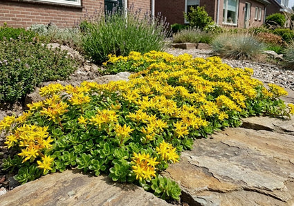 Vetkruid (Geel) - Sedum floriferum 'Weihenstephaner Gold'