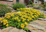Vetkruid (Geel) - Sedum floriferum 'Weihenstephaner Gold'