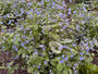 Kaukasische vergeet mij niet - Brunnera macrophylla 'Sea Heart'
