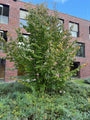 Perzisch ijzerhout (Meerstammig) - Parrotia persica