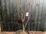 Luuk - acer red emperor