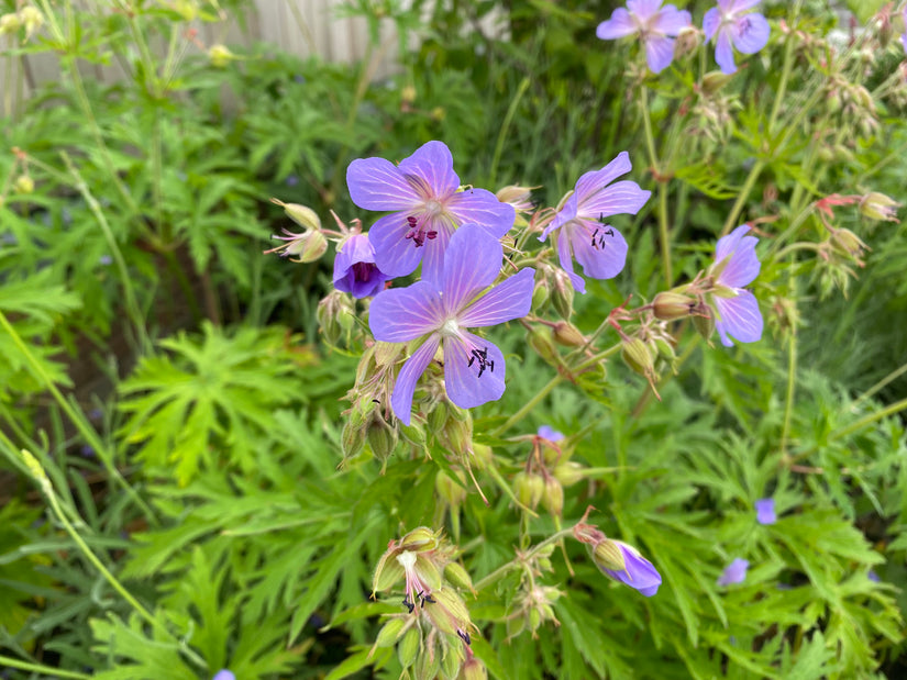 Beemdooievaarsbek - Geranium pratense