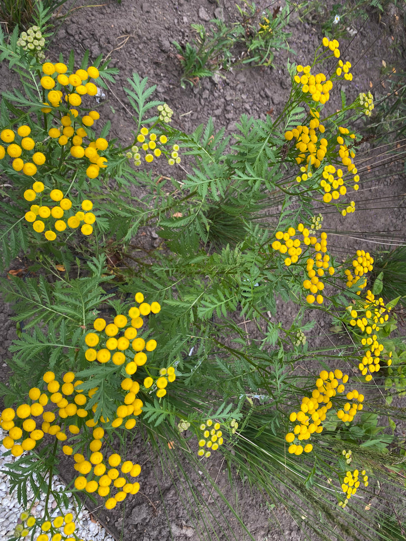 Boerenwormkruid - Tanacetum vulgare 'Isla Gold'