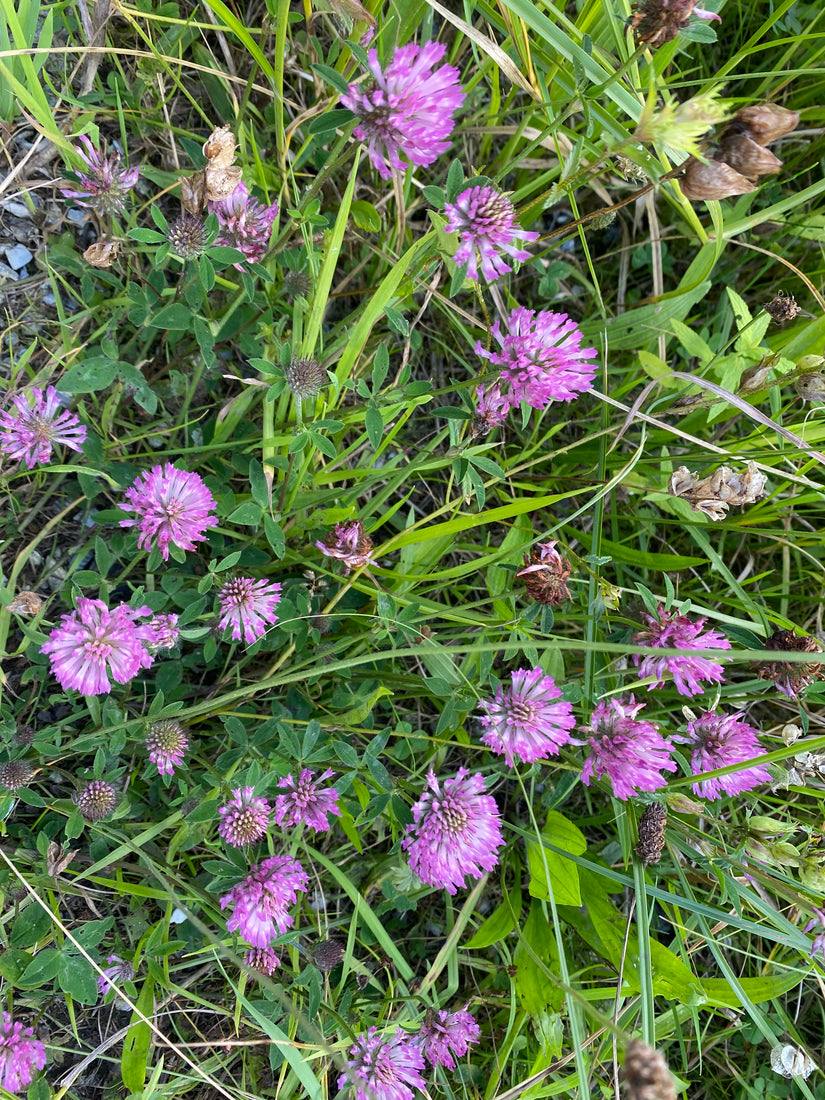 Purperrode klaver - Trifolium rubens