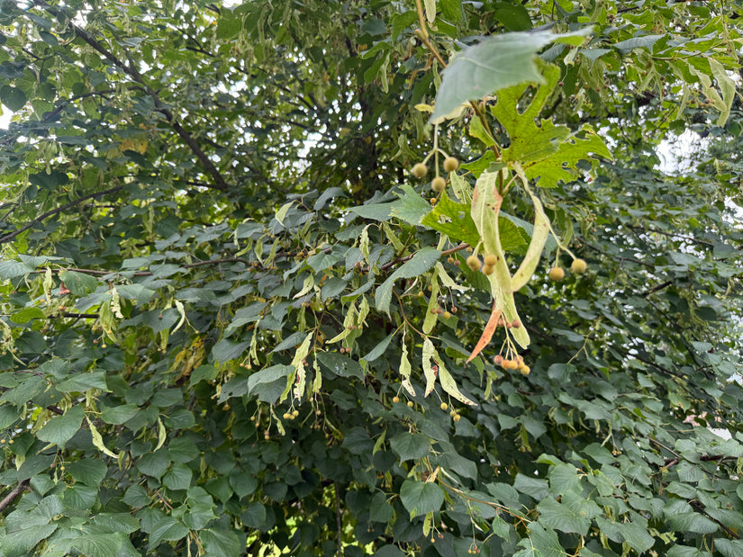 Zomerlinde - Tilia platyphyllos