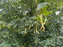 Zomerlinde - Tilia platyphyllos