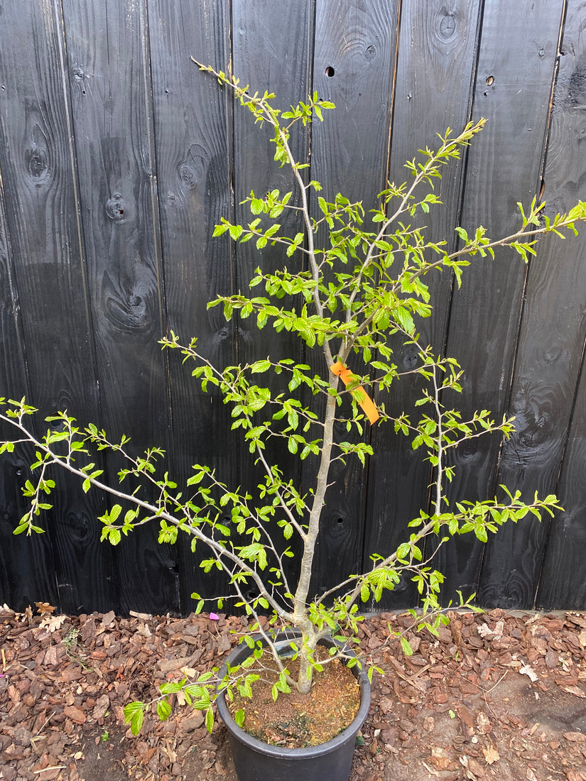 Perzisch ijzerhout - Parrotia persica 'Bella'