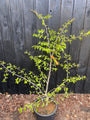 Perzisch ijzerhout - Parrotia persica 'Bella'