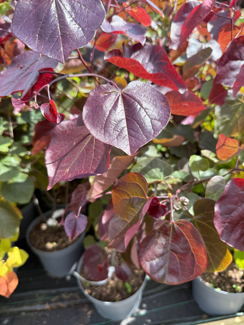 Amerikaanse judasboom - Cercis canadensis 'Merlot'