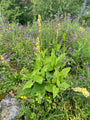 Zwarte Toorts - Verbascum nigrum