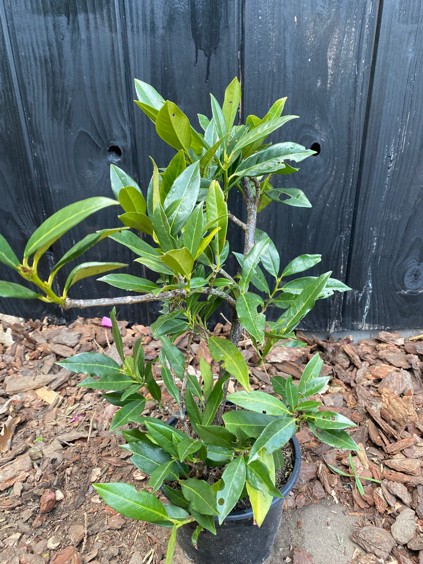 Laurierkers - Prunus laurocerasus 'Otto Luyken'