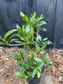Laurierkers - Prunus laurocerasus 'Otto Luyken'